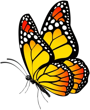 a butterfly with orange and white spots