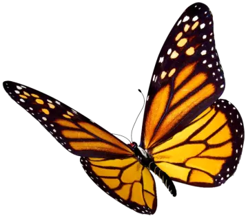 a monarch butterfly on white background