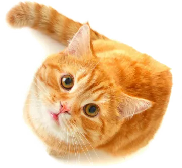 an orange and white cat