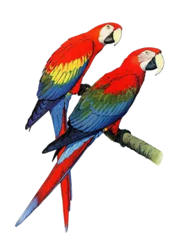 two colorful parrots sitting on a branch