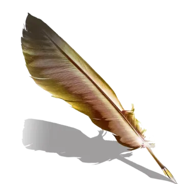 a feather on a white background