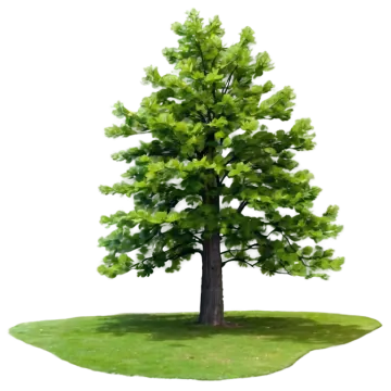 a green tree on a white background