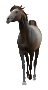a brown horse standing in front of a white background