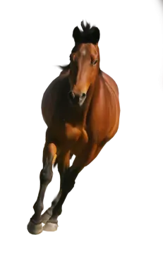 a brown horse is running in the air