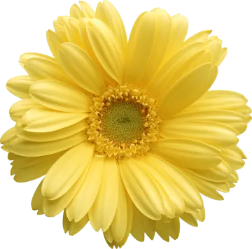 a yellow flower on a white background