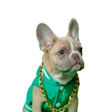 a small dog wearing a green shirt and gold chain