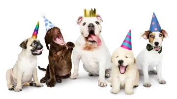 a group of dogs wearing party hats