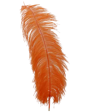 an orange feather on a white background