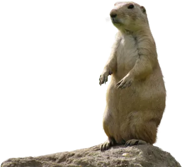 the groundhog is standing on its hind