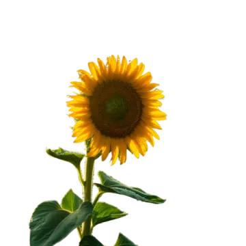 a single sunflower on a white background