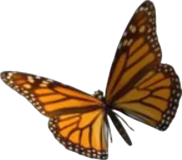 a monarch butterfly