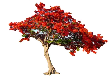 a tree with red flowers on it