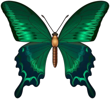 a green butterfly on white background