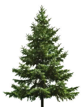 a pine tree on a white background