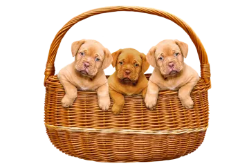 two pup in a basket