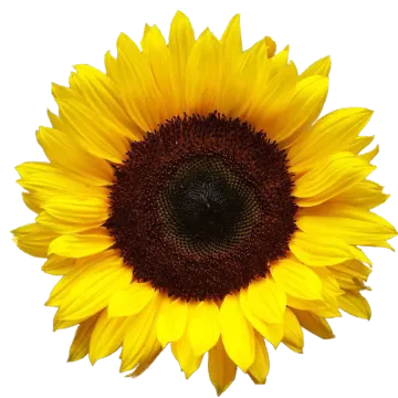 a sunflower on a white background
