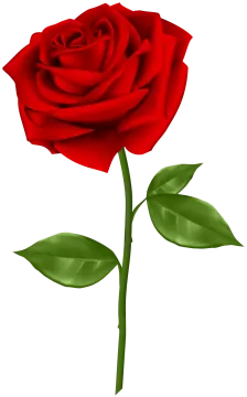 a red rose on a white background