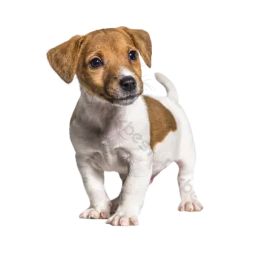 a small brown and white dog standing on a white background
