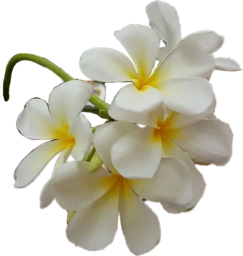 a bunch of white and yellow flowers