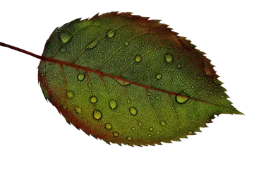 a green leaf with water droplets on it