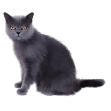 a black cat sitting down and looking at the camera