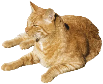 a cat laying on the ground