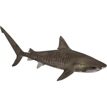 an image of a shark on a white background