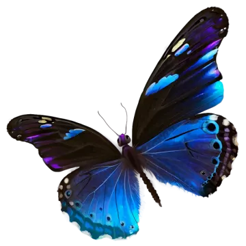 a blue butterfly on a white background