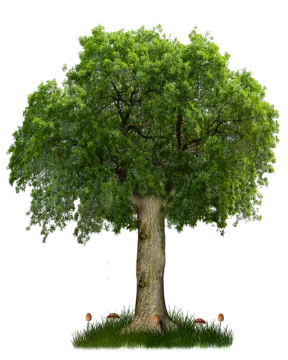 a tree that is in the grass