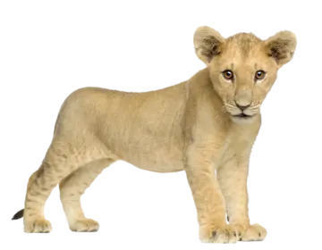 a small lion cub standing on a white background