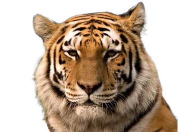 a close up of a tiger's face