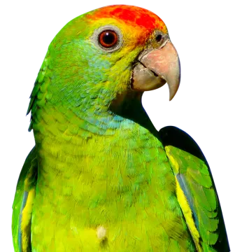 a close up of a green and red parrot