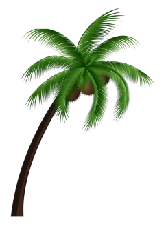 a palm tree on a white background