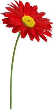a red flower on a white background