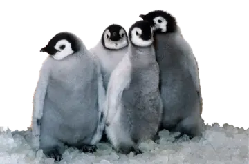 a couple of penguins sitting on top of ice