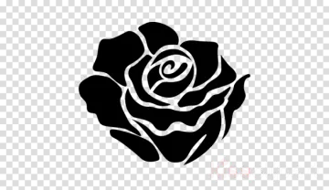 a black and white rose on a transparent background