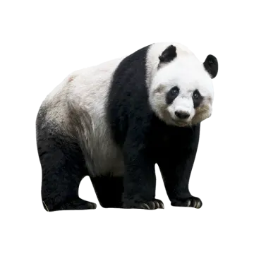 a black and white panda bear on a white background