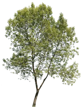 a tree on a white background