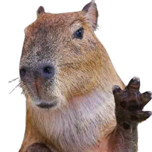 a capy with its paws on the ground