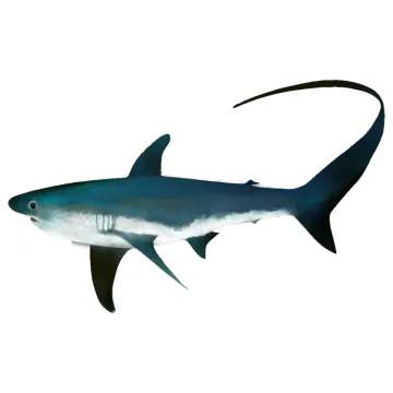 an illustration of a great white shark