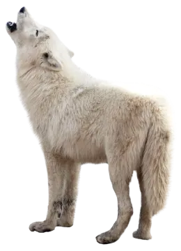 a white wolf standing up to the sky