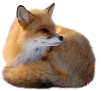 a red fox laying down on the ground