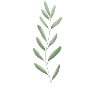 a green leaf on a white background