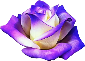 a purple rose with white petals