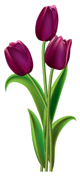 three purple tulips clipart