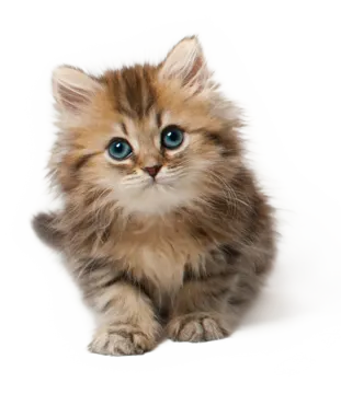 a small kitten with blue eyes on a white background