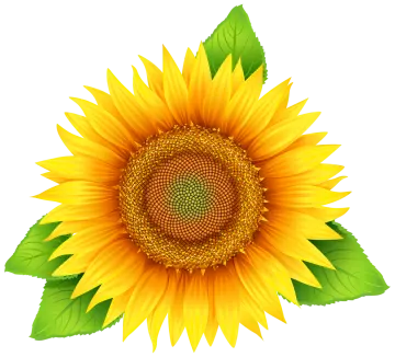 a sunflower with green leaves
