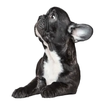 a black and white dog laying down on the ground