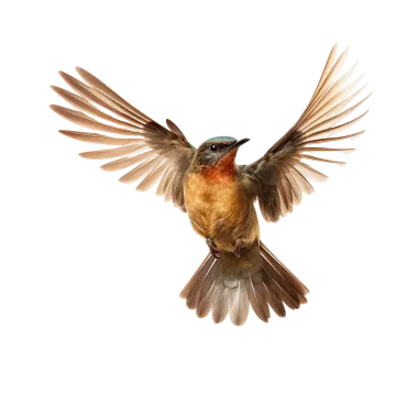 a bird with its wings spread in the air