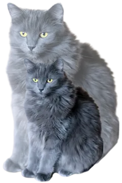 a grey cat sitting next to another gray cat